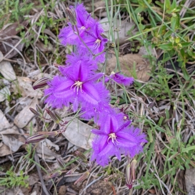 Thysanotus tuberosus subsp. tuberosus (Common Fringe-lily) at Lions Youth Haven - Westwood Farm A.C.T. - 21 Nov 2021 by HelenCross
