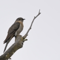 Cacomantis flabelliformis (Fan-tailed Cuckoo) at Sherwood Forest - 21 Nov 2021 by trevsci