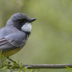 Pachycephala rufiventris at Coree, ACT - 21 Nov 2021