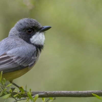 Pachycephala rufiventris (Rufous Whistler) at Coree, ACT - 21 Nov 2021 by trevsci