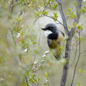 Pachycephala rufiventris at Coree, ACT - 21 Nov 2021