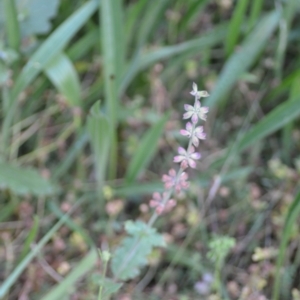 Salvia verbenaca var. verbenaca at Wamboin, NSW - 16 Dec 2020 09:57 PM