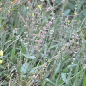 Salvia verbenaca var. verbenaca at Wamboin, NSW - 16 Dec 2020 09:57 PM