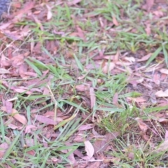 Paspalum dilatatum at Wamboin, NSW - 16 Dec 2020