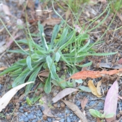 Chondrilla juncea (Skeleton Weed) at Wamboin, NSW - 16 Dec 2020 by natureguy
