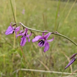 Arthropodium fimbriatum at Paddys River, ACT - 21 Nov 2021