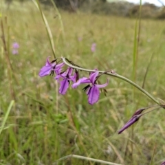 Arthropodium fimbriatum at Paddys River, ACT - 21 Nov 2021