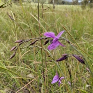 Arthropodium fimbriatum at Paddys River, ACT - 21 Nov 2021