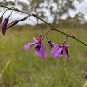 Arthropodium fimbriatum at Paddys River, ACT - 21 Nov 2021