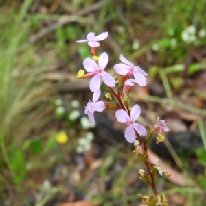 Stylidium graminifolium at Molonglo Valley, ACT - 21 Nov 2021