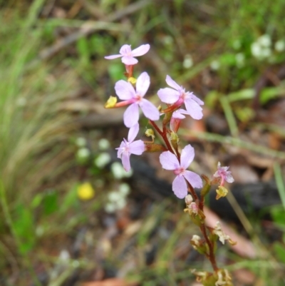 Stylidium graminifolium (Grass Triggerplant) at Molonglo Valley, ACT - 21 Nov 2021 by MatthewFrawley