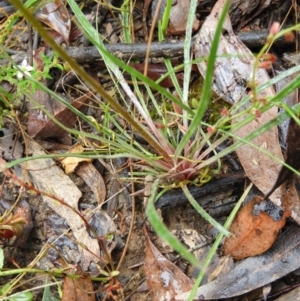 Stylidium graminifolium at Molonglo Valley, ACT - 21 Nov 2021