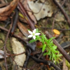 Rhytidosporum procumbens (White Marianth) at Black Mountain - 21 Nov 2021 by MatthewFrawley