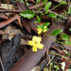 Goodenia hederacea subsp. hederacea (Ivy Goodenia, Forest Goodenia) at Point 5800 - 21 Nov 2021 by MatthewFrawley