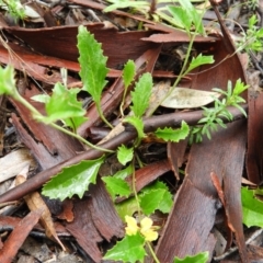 Goodenia hederacea subsp. hederacea at Molonglo Valley, ACT - 21 Nov 2021