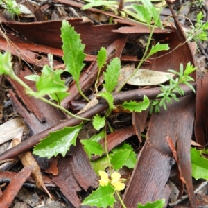 Goodenia hederacea subsp. hederacea at Molonglo Valley, ACT - 21 Nov 2021