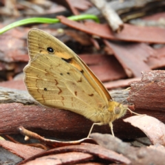 Heteronympha merope (Common Brown Butterfly) at Black Mountain - 21 Nov 2021 by MatthewFrawley