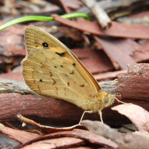 Heteronympha merope at Molonglo Valley, ACT - 21 Nov 2021 11:21 AM