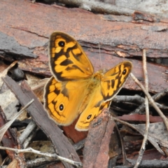 Heteronympha merope at Molonglo Valley, ACT - 21 Nov 2021 11:21 AM