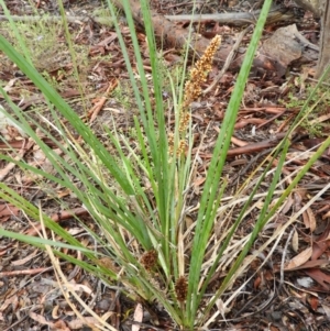 Lomandra longifolia at Molonglo Valley, ACT - 21 Nov 2021 11:28 AM