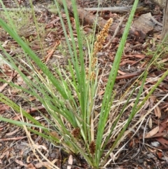 Lomandra longifolia (Spiny-headed Mat-rush, Honey Reed) at Molonglo Valley, ACT - 21 Nov 2021 by MatthewFrawley