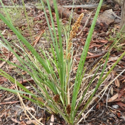 Lomandra longifolia (Spiny-headed Mat-rush, Honey Reed) at Black Mountain - 21 Nov 2021 by MatthewFrawley