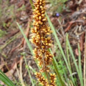 Lomandra longifolia at Molonglo Valley, ACT - 21 Nov 2021 11:28 AM