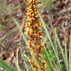 Lomandra longifolia at Molonglo Valley, ACT - 21 Nov 2021