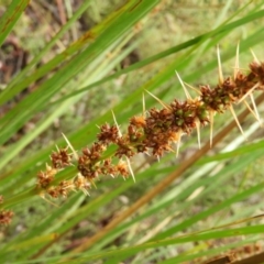 Lomandra longifolia at Molonglo Valley, ACT - 21 Nov 2021