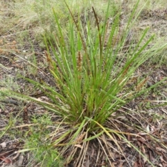 Lomandra longifolia at Molonglo Valley, ACT - 21 Nov 2021 11:28 AM