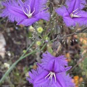 Thysanotus tuberosus subsp. tuberosus at Hackett, ACT - 21 Nov 2021