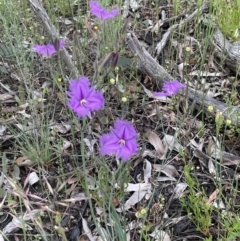 Thysanotus tuberosus subsp. tuberosus at Hackett, ACT - 21 Nov 2021 03:36 PM