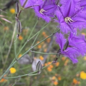 Thysanotus tuberosus subsp. tuberosus at Hackett, ACT - 21 Nov 2021 03:36 PM