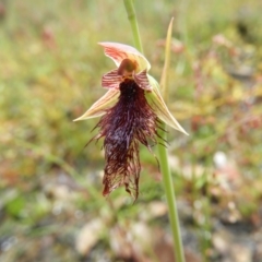 Calochilus platychilus (Purple Beard Orchid) at Black Mountain - 21 Nov 2021 by MatthewFrawley