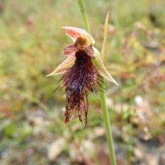 Calochilus platychilus (Purple Beard Orchid) at Molonglo Valley, ACT - 21 Nov 2021 by MatthewFrawley