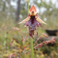 Calochilus platychilus at Molonglo Valley, ACT - 21 Nov 2021