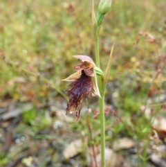 Calochilus platychilus at Molonglo Valley, ACT - 21 Nov 2021