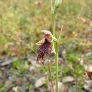 Calochilus platychilus at Molonglo Valley, ACT - 21 Nov 2021