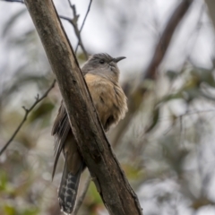 Cacomantis variolosus (Brush Cuckoo) at Coree, ACT - 21 Nov 2021 by trevsci