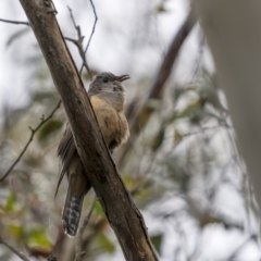 Cacomantis variolosus at Coree, ACT - 21 Nov 2021