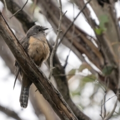 Cacomantis variolosus at Coree, ACT - 21 Nov 2021