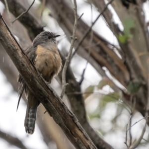 Cacomantis variolosus at Coree, ACT - 21 Nov 2021