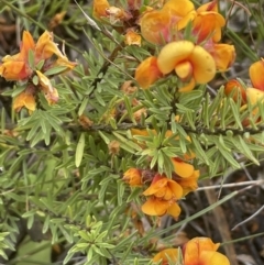 Pultenaea subspicata (Low Bush-pea) at Mount Ainslie - 21 Nov 2021 by JaneR