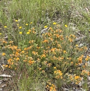 Pultenaea subspicata at Hackett, ACT - 21 Nov 2021