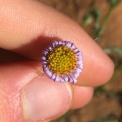 Unidentified Daisy at Sturt National Park - 4 Jul 2021 by Ned_Johnston