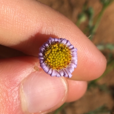 Unidentified Daisy at Tibooburra, NSW - 4 Jul 2021 by Ned_Johnston