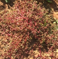 Portulaca oleracea (Munyeroo ,Pigweed, Purslane) at Tibooburra, NSW - 4 Jul 2021 by NedJohnston