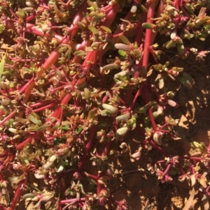 Portulaca oleracea at Tibooburra, NSW - 4 Jul 2021