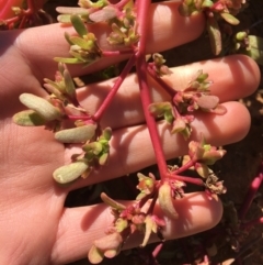 Portulaca oleracea at Tibooburra, NSW - 4 Jul 2021