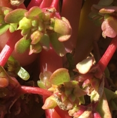 Portulaca oleracea at Tibooburra, NSW - 4 Jul 2021